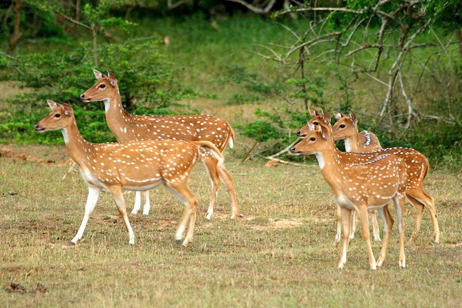 All Inclusive Yala National Park Jeep Safari from Colombo - Custom stops: when you want more than a straight safari