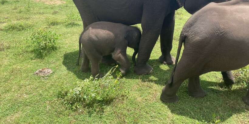 All inclussive Udawalawa National Park Safari From Colombo - Key highlights to know before you go