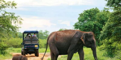 All inclussive Udawalawa National Park Safari From Colombo - The 5-hour drive: what the schedule really means for your day