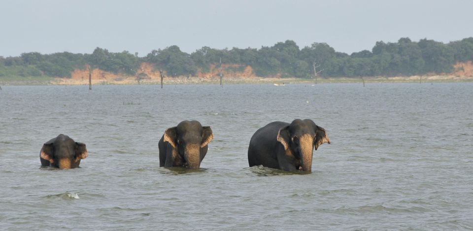 All inclussive Udawalawa National Park Safari From Colombo - Lunch at a park-area hotel: how to plan for the cost