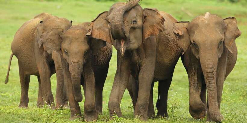 All inclussive Udawalawa National Park Safari From Colombo - Logistics that can make or break your safari