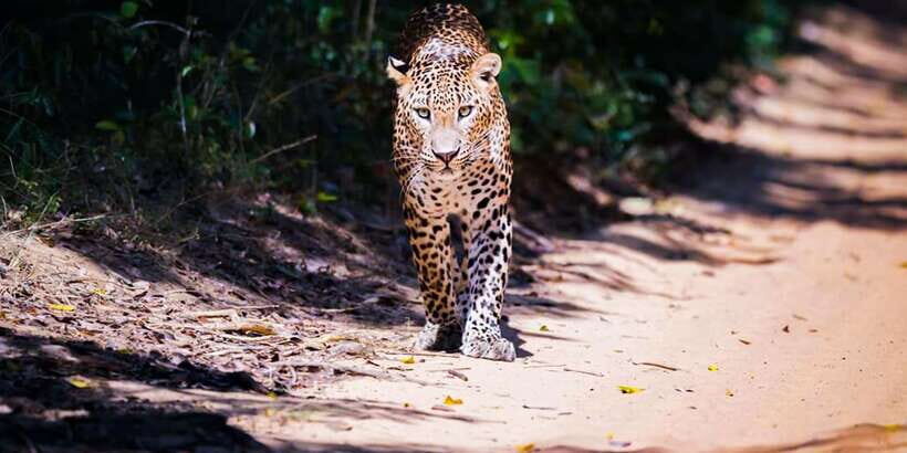 Anuradhapura: Full-Day Wilpattu All Inclusive Private Safari - Wilpattu Full-Day: Why This Private Plan Works