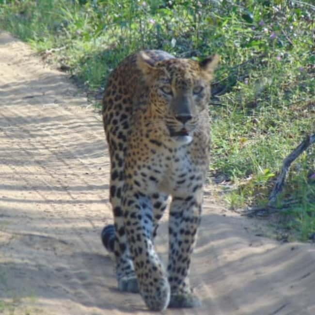 Anuradhapura: Full-Day Wilpattu All Inclusive Private Safari - After Lunch: Dense Woodland and the Wider Wildlife List