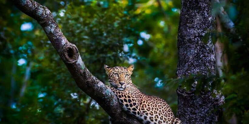 Anuradhapura: Full-Day Wilpattu All Inclusive Private Safari - Private Means Your Day Gets Tuned, Not Just Scheduled