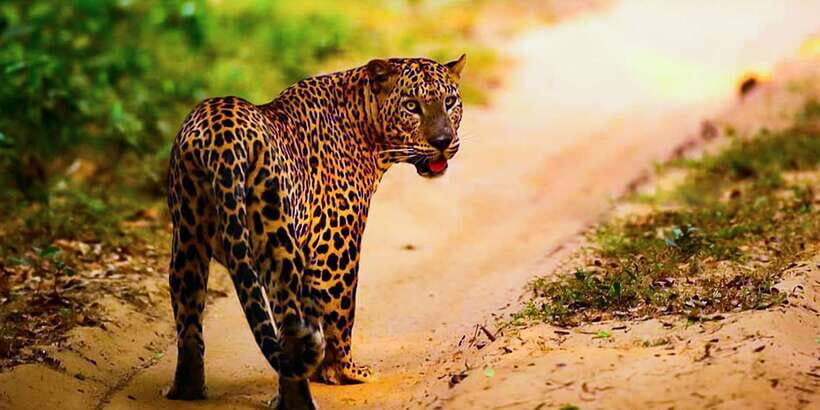 Anuradhapura: Full-Day Wilpattu All Inclusive Private Safari - Price and Value at About $90: When It’s a Good Deal
