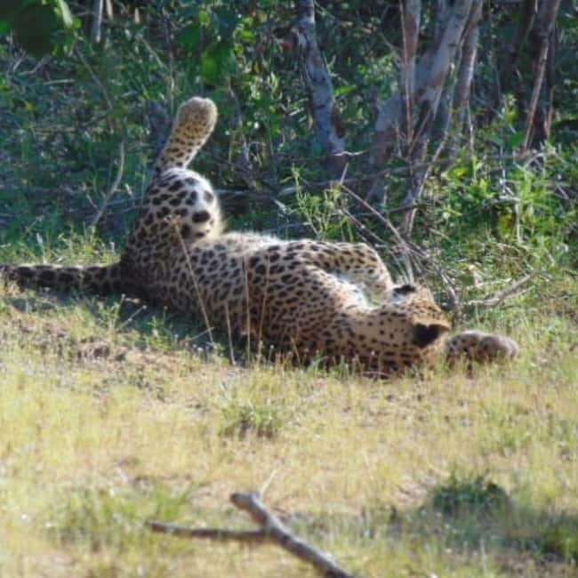 Anuradhapura: Full-Day Wilpattu All Inclusive Private Safari - Who Should Book This Wilpattu Safari (and Who Might Skip)