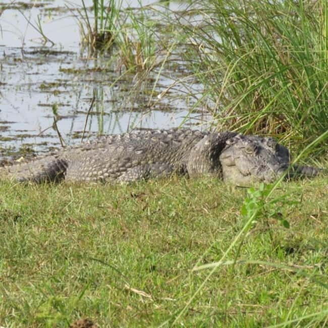 Anuradhapura: Full-Day Wilpattu All Inclusive Private Safari - Should You Book This Wilpattu All-Inclusive Safari?