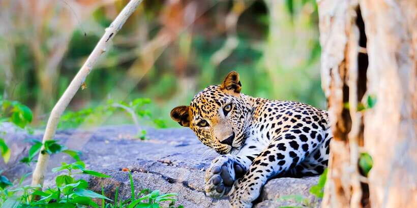Anuradhapura: Full-Day Wilpattu All Inclusive Private Safari - The Early Game Drive: Breakfast, Then Leopard-Hunting Time