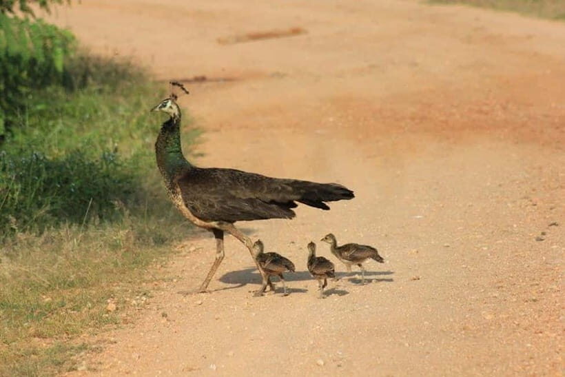 Arugam Bay: Yala Safari & DropOff in Ella - Safari + Transit - Who this Arugam Bay → Yala → Ella safari transfer suits best