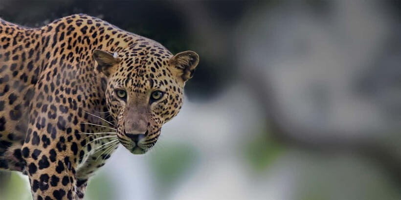 Arugam Bay: Yala Safari & DropOff in Ella - Safari + Transit - Timing is everything: dawn/dusk windows and late-afternoon sightings