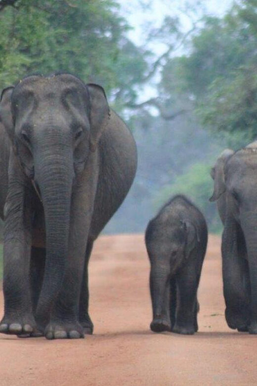 Arugam Bay: Yala Safari & DropOff in Ella - Safari + Transit - What you’ll spot in Yala (beyond the leopard)