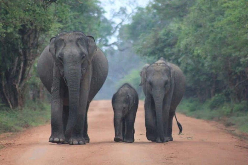 Arugam Bay: Yala Safari & DropOff in Ella - Safari + Transit - The full day timing: 10 hours that ends in Ella, not another car ride