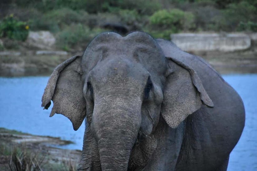 Arugambay :Pottuvil Lagoon Boat Safari Eco Tours - Key moments that make this tour worth it