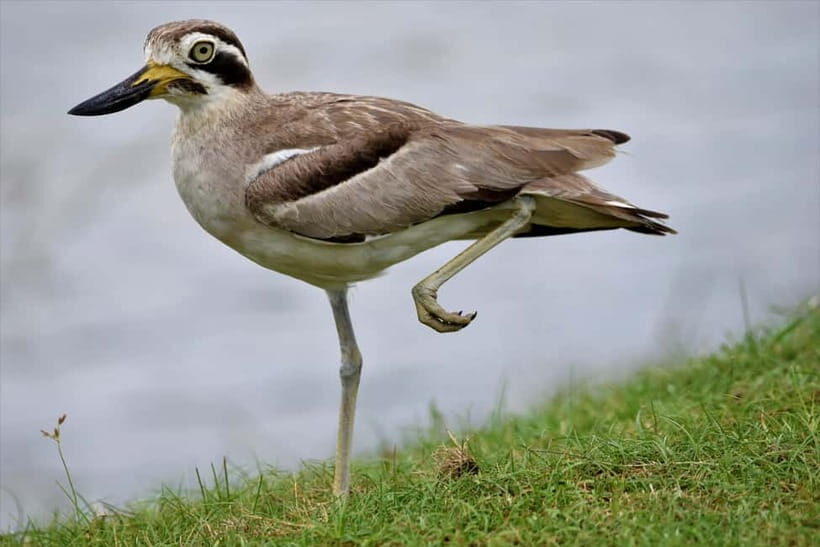 Arugambay :Pottuvil Lagoon Boat Safari Eco Tours - Booking decision: should you do Arugambay :Pottuvil Lagoon Boat Safari Eco Tours?