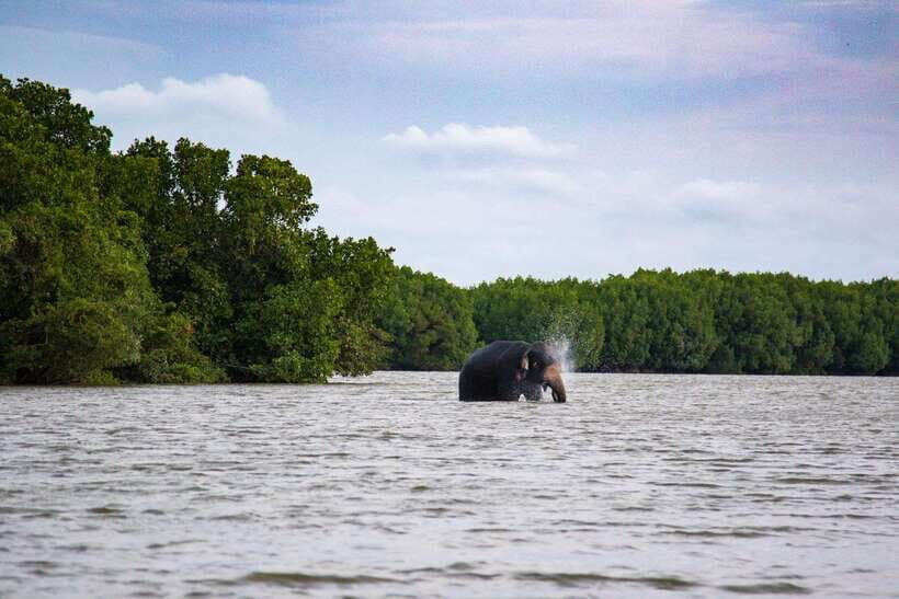 Arugambay :Pottuvil Lagoon Boat Safari Eco Tours - Two hours on the water: paddling, birds, and mangrove scanning