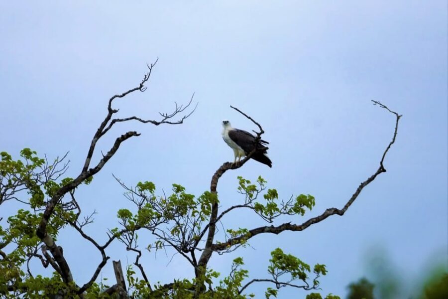 Arugambay :Pottuvil Lagoon Mangrove Eco Boat Safari Tours - Price and value: is $32 worth it?