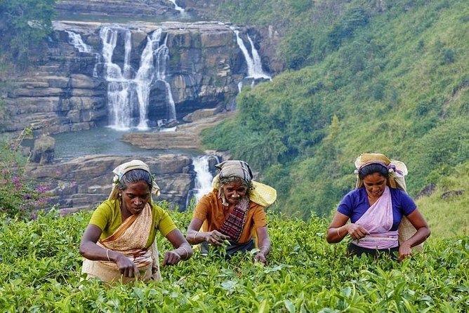August Kandy Festive Tour - Tea country and Nuwara Eliya: tea factory stops, waterfalls, and Gregory Lake