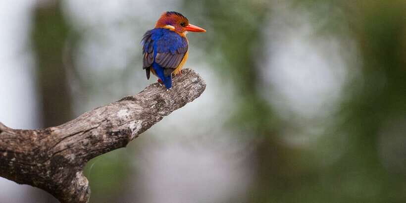 Bentota beach, River Mangroves lagoon, Wildlife Tour - Key Things I’d Prioritize on This Tour