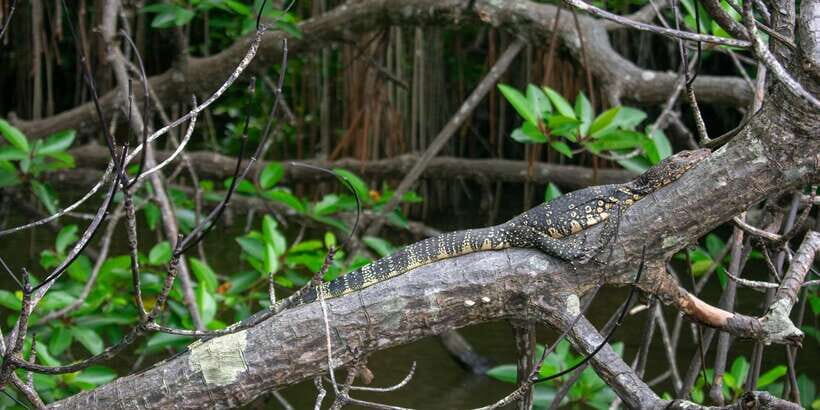 Bentota beach, River Mangroves lagoon, Wildlife Tour - Timing Tip: How to Make the Most of a Tight 2-Hour Schedule