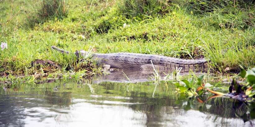 Bentota beach, River Mangroves lagoon, Wildlife Tour - Bentota River Wildlife Safari on a Slow Boat