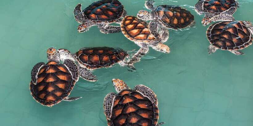Bentota beach, River Mangroves lagoon, Wildlife Tour - Price and Logistics: Is $30 Good Value?