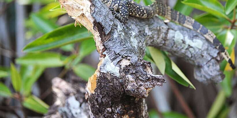 Bentota beach, River Mangroves lagoon, Wildlife Tour - What You’ll Spot in the Mangroves: Crocs, Birds, Monitors