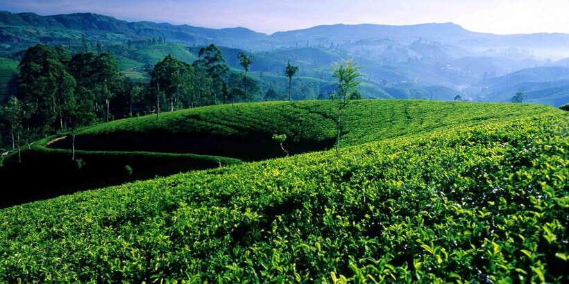 Bentota/Kalutara/Hikkaduwa/Galle/Mirissa: Day Trip to Ella - The 6am start that makes Ella feel different