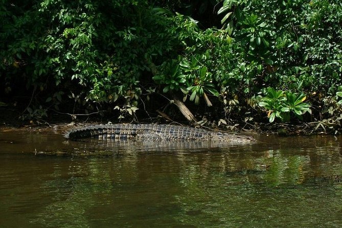 Bentota River Boat Safari with Private Boat Beruwala/Bentota/Kosgoda/Ahungalla - Bentota River Safari: Mangroves, Wildlife, and a Private Boat Ride
