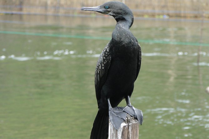 Bentota River Safari - Wildlife spotting reality check: what you should and shouldn’t expect