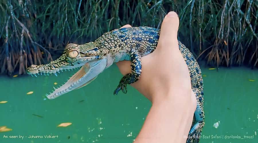 Bentota River Safari -Ahungalla/Bentota/Aluthgama/Kosgoda - Key things to know before you go