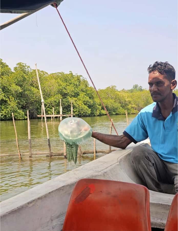 Bentota River Safari -Ahungalla/Bentota/Aluthgama/Kosgoda - Bentota’s River Maze: What You’re Really Signing Up For