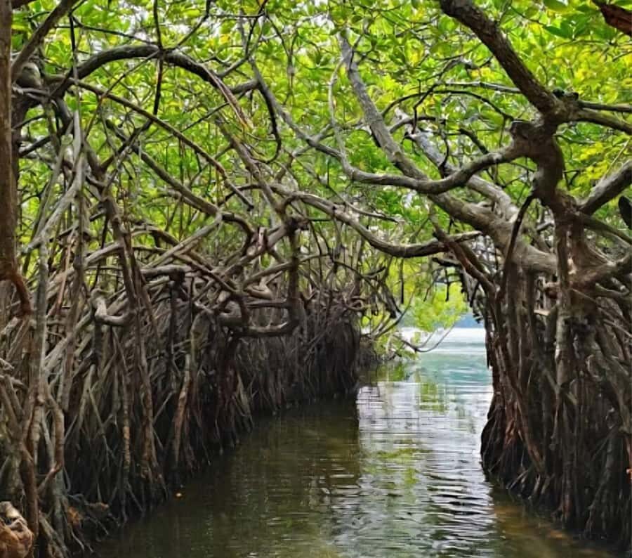 Bentota River Safari -Ahungalla/Bentota/Aluthgama/Kosgoda - The 2-Hour Safari Boat: Mangroves and Wildlife Checklist