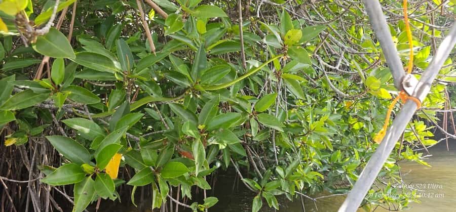 Bentota River Safari -Ahungalla/Bentota/Aluthgama/Kosgoda - What’s Included in the $80 Price (and why it feels fair)