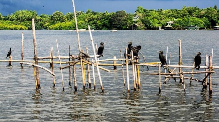 Bentota River Safari -Ahungalla/Bentota/Aluthgama/Kosgoda - Timing, Meals, and What to Bring for a Smooth Day