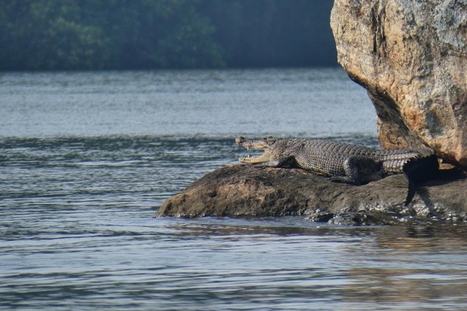 Bentota River Safari By BTM (Mangrove & Wildlife Encounter) - Bentota River Safari: the Value Is the Wildlife Scanning