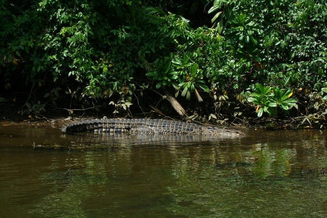 Bentota River Safari By BTM (Mangrove & Wildlife Encounter) - What Wildlife Chances to Expect (and What You Might Miss)