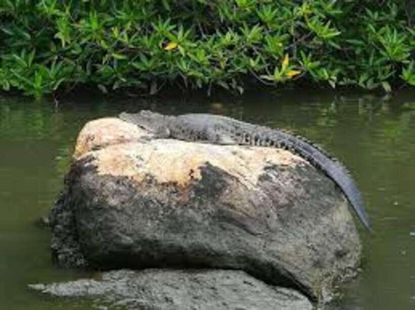 Bentota: River Safari with Hotel Pickup and Drop-Off - Who this Bentota River safari suits best (and who should skip it)
