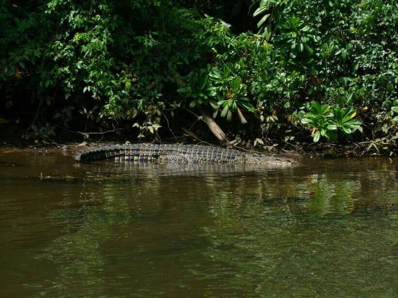 Bentota River Safari with Mangrove and Wildlife Encounter - Price and Value: Is $20 Worth It?