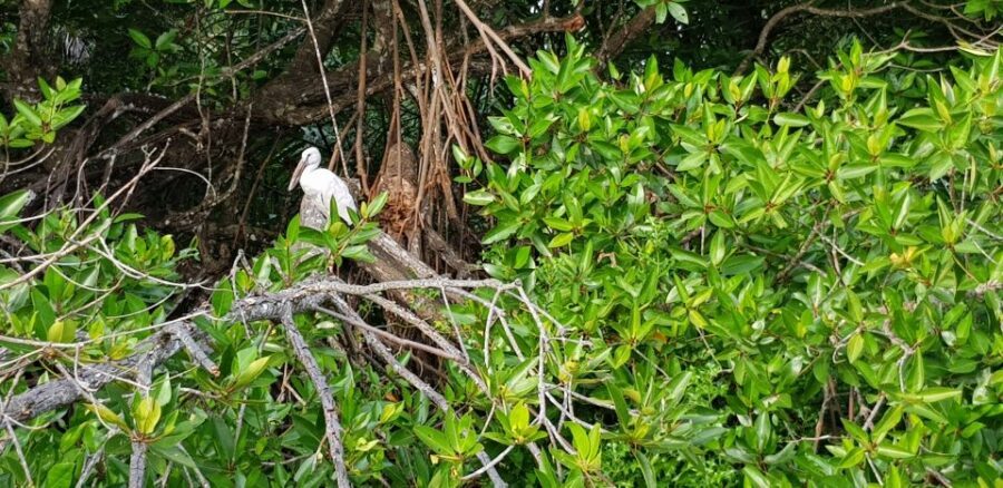 Bentota River Safari with Mangrove and Wildlife Encounter - Practical Tips for a Smooth Mangrove Safari