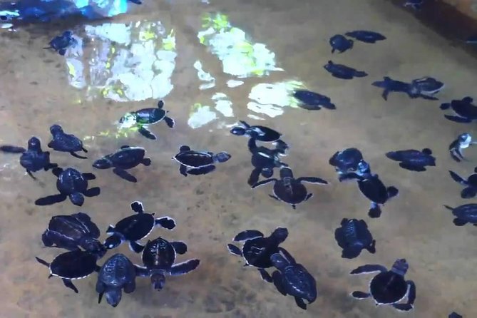 Bentota Village Tour with River Safari & Tea Plantation/Factory - All Inclusive - Wood carving center: craft you can feel in your hands