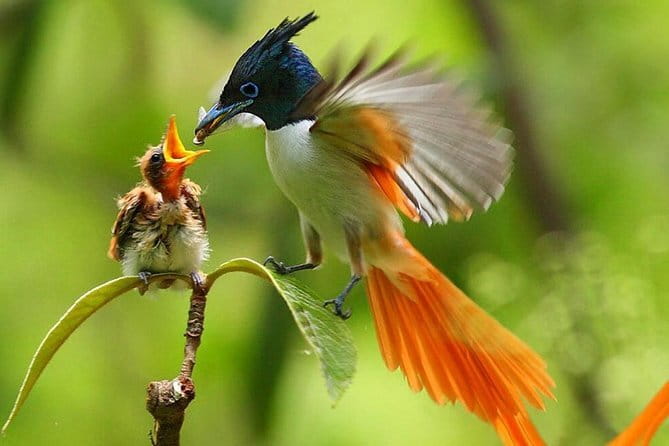 Bird Watching Tour Sri Lanka - 10 Days - Key highlights you’ll feel from day one