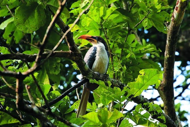 Bird Watching Tour Sri Lanka - 10 Days - Price and what your dollars actually cover