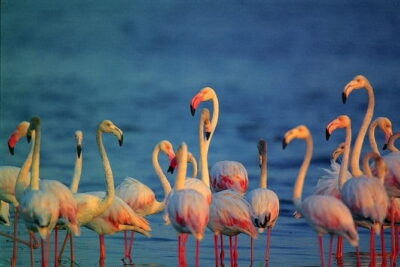 Bird Watching Tour Sri Lanka - 10 Days - Day-by-day: from Negombo coast to rainforest endemics and Bundala flamingos