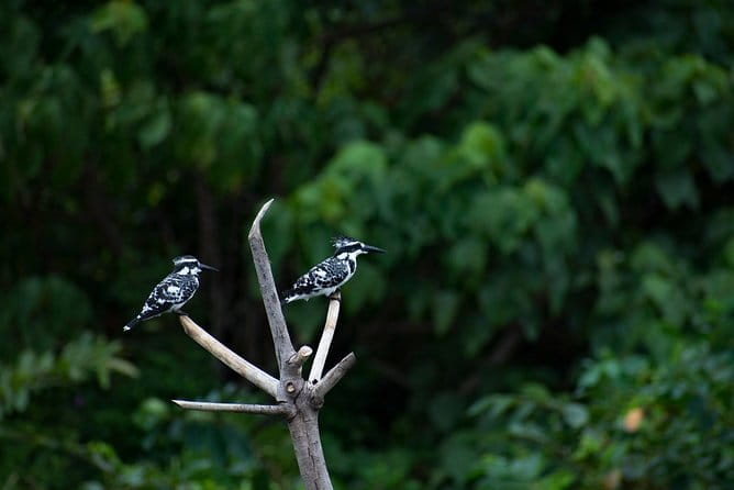 Bird Watching Tour Sri Lanka - 10 Days - Kithulgala and Sinharaja: where most Sri Lankan endemics can be found