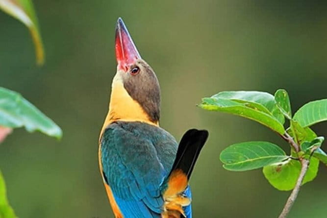 Bird Watching Tour Sri Lanka - 10 Days - Getting the most out of it: pace, timing, and weather matters