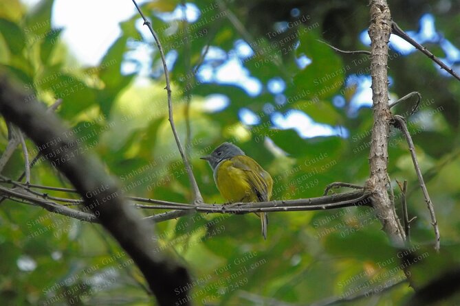 Bird Watching Tours in Sinharaja Rain Forest - Key things you’ll notice on this Sinharaja bird tour