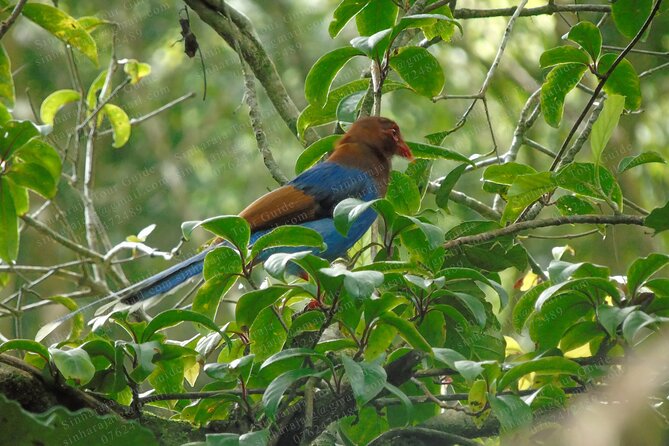 Bird Watching Tours in Sinharaja Rain Forest - Getting to the forest entrance from Deniyaya