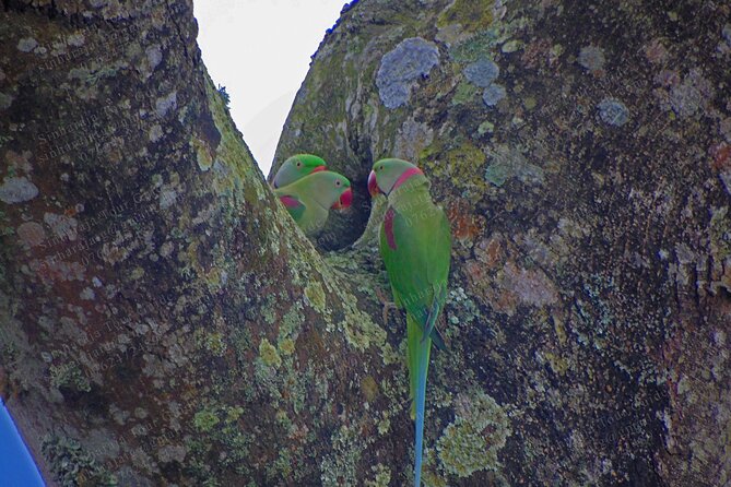 Bird Watching Tours in Sinharaja Rain Forest - What makes the guide matter so much (and why Achi gets praised)