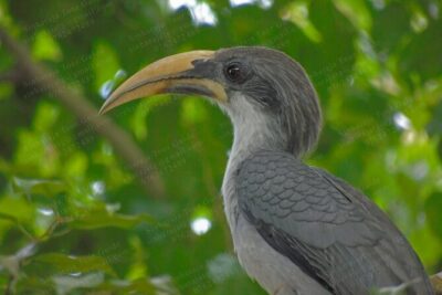 Bird Watching Tours in Sinharaja Rain Forest - The heart of the tour: Sinharaja Forest Entrance with your guide