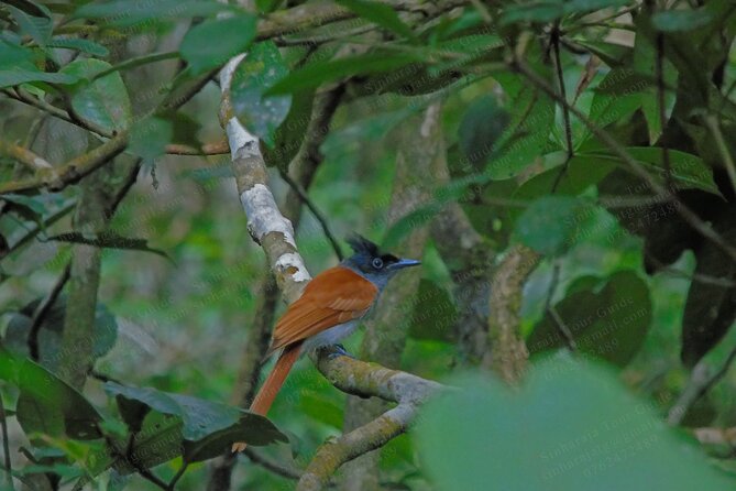 Bird Watching Tours in Sinharaja Rain Forest - Time for photos and videos without turning the walk into a sprint